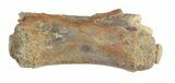 Raptor Caudal Vert - Aguja Formation, Texas #43010-1